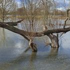 Hochwasser...(8)