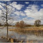 Hochwasserlandschaft in der Leinemasch