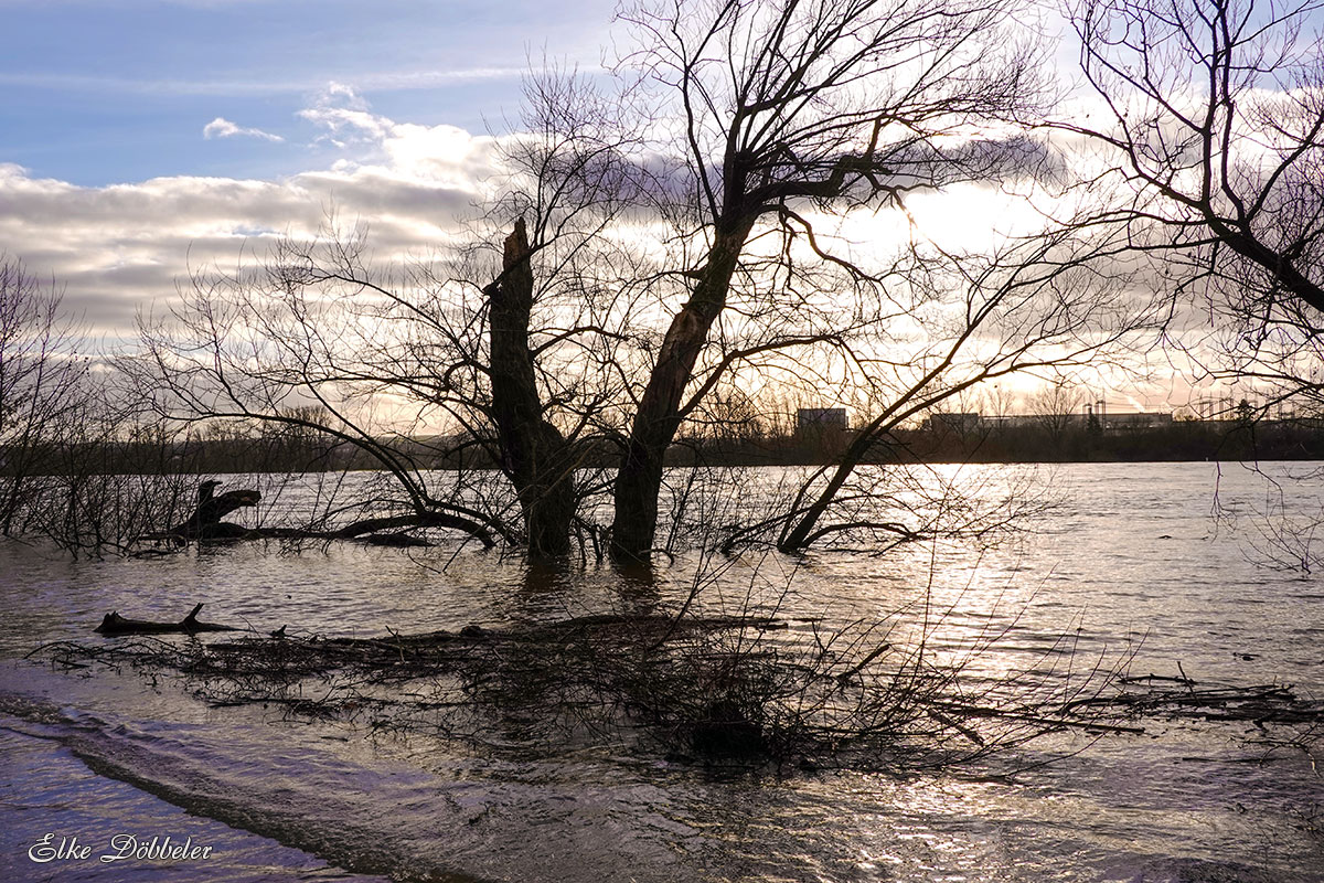 Hochwasserstimmung am Rhein in Neuwied