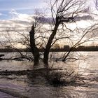 Hochwasserstimmung am Rhein in Neuwied