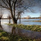 Hochwasserstimmungen Rhein/Sieg (10)