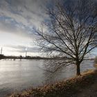 Hochwasserstimmungen Rhein/Sieg (3)