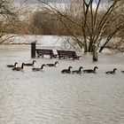 Hochwassertouristen...