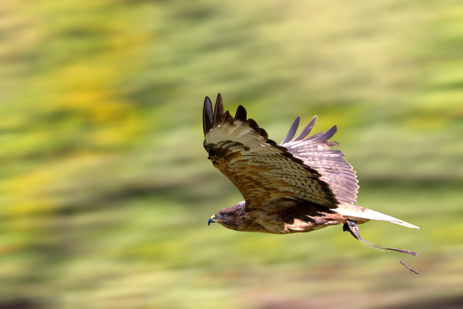 Hochwildpark Hunsrück Rheinböllen