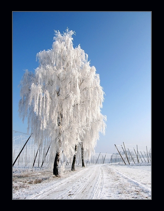 Hochwinter in den Hopfengärten