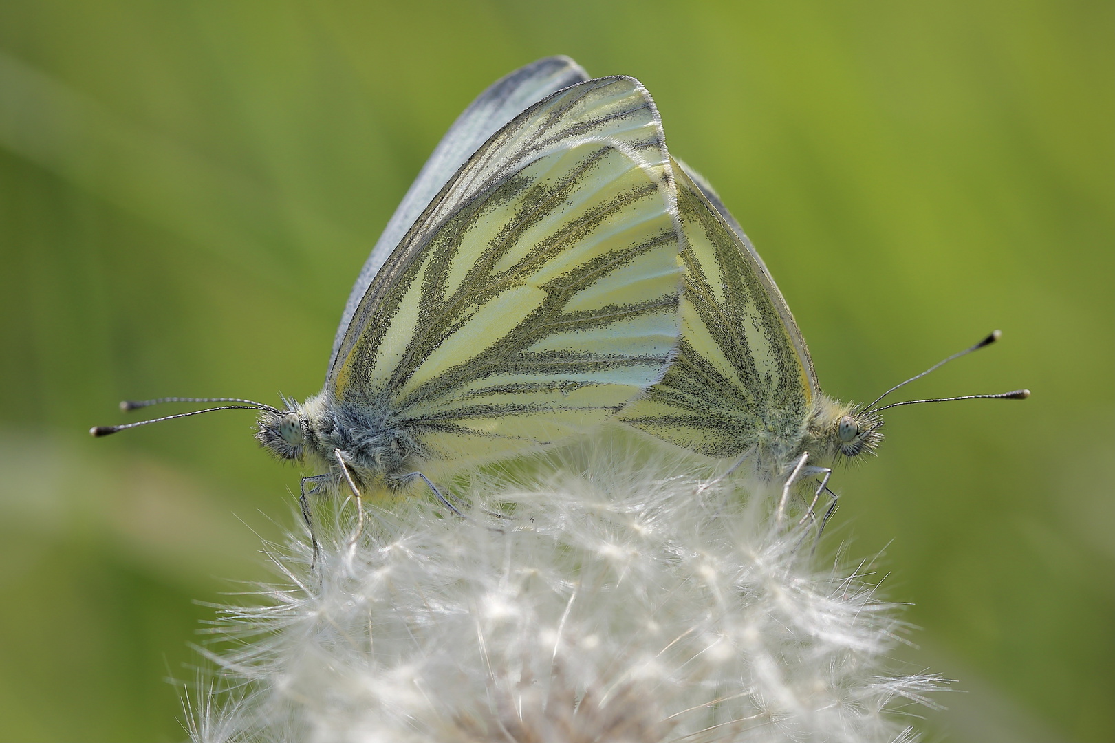 Hochzeit auf Pusteblume