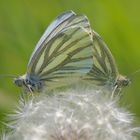 Hochzeit auf Pusteblume