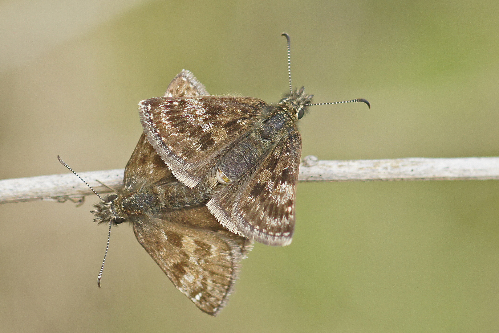 Hochzeit bei den Dunklen Dickkopffaltern ( Erynnis tages)