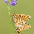 Hochzeit bei den Goldenen Scheckenfaltern (Euphydryas aurinia)