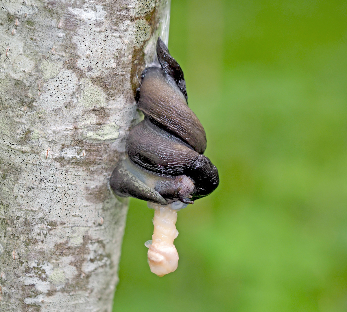 Hochzeit bei den nützlichen Schwarzen Wegschnecken (Arion ater)