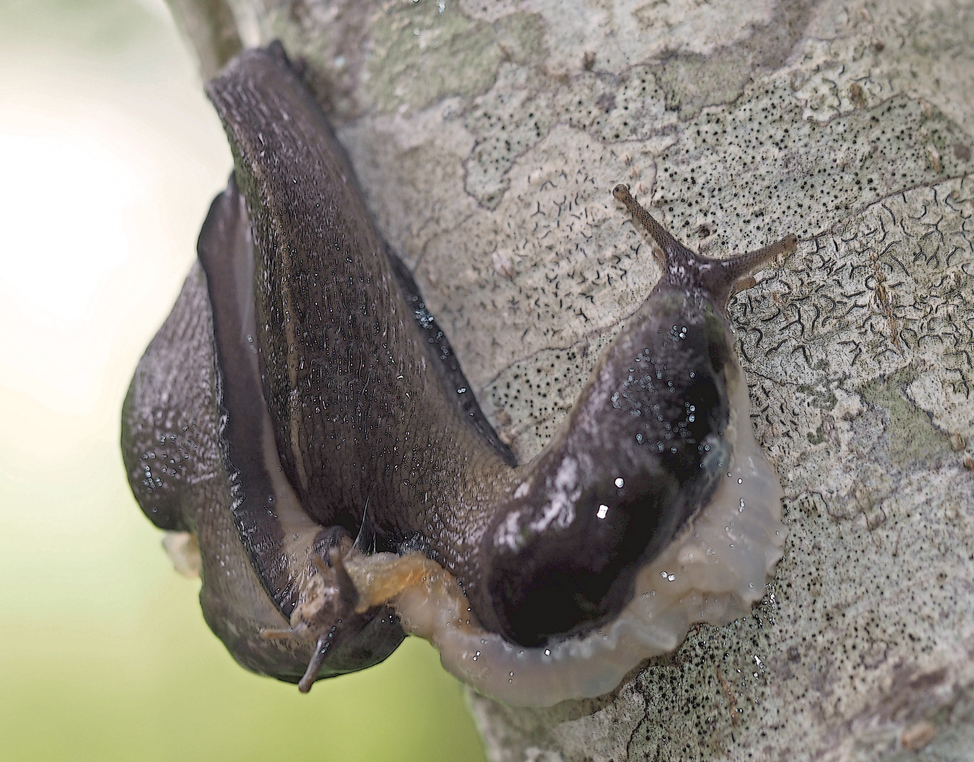 Hochzeit bei den nützlichen Schwarzen Wegschnecken (Arion ater)