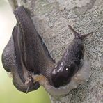 Hochzeit bei den nützlichen Schwarzen Wegschnecken (Arion ater)