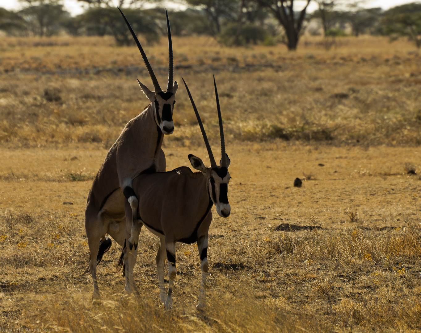 Hochzeit bei den Oryx-Antilopen im Samburu