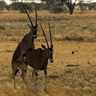 Hochzeit bei den Oryx-Antilopen im Samburu