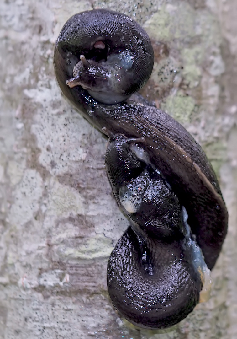 Hochzeit bei den Schwarzen Wegschnecken (Arion ater)