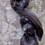 Hochzeit bei den Schwarzen Wegschnecken (Arion ater)