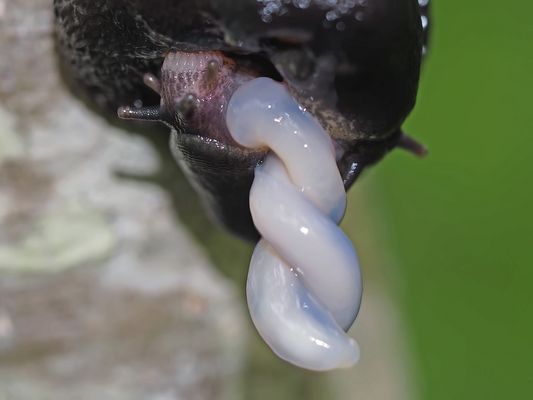 Hochzeit bei den Schwarzen Wegschnecken (Arion ater).