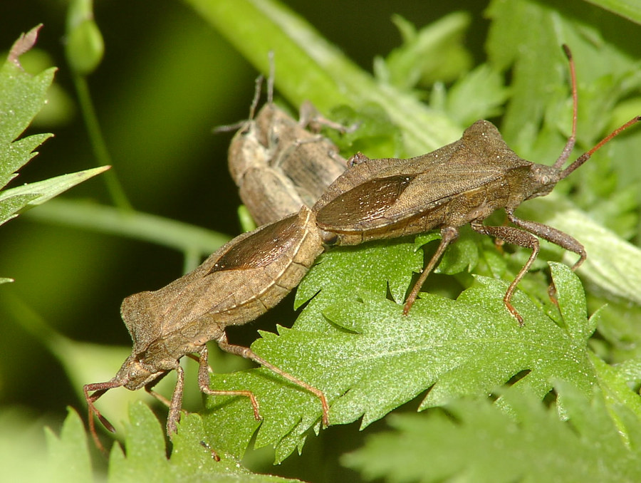 Hochzeit bei" Lederwanzens" (Coreus marginatus)