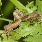 Hochzeit bei" Lederwanzens" (Coreus marginatus)