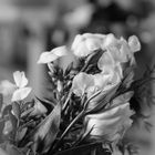 Hochzeit-Blumenstrauß (Bildbearbeitung S/W)