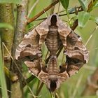 Hochzeit der Abendpfauenaugen (Smerinthus ocellata)