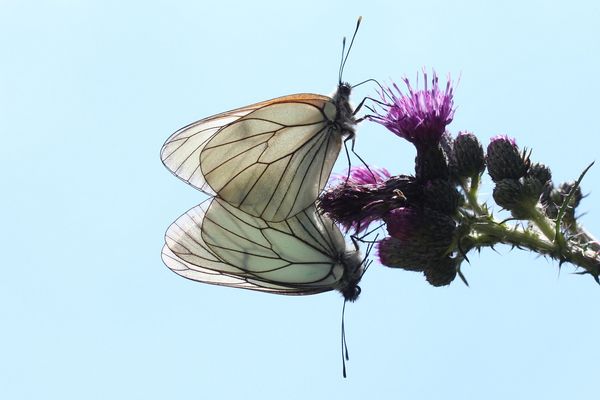 Hochzeit der Baumweißlinge