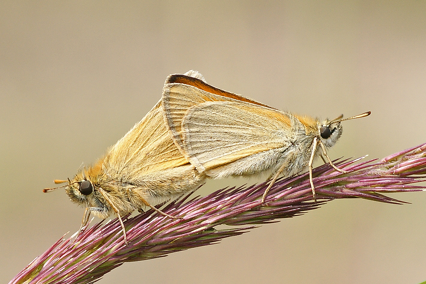 Hochzeit der Braunkolbigen Dickkopffalter (Thymelicus sylvestris)