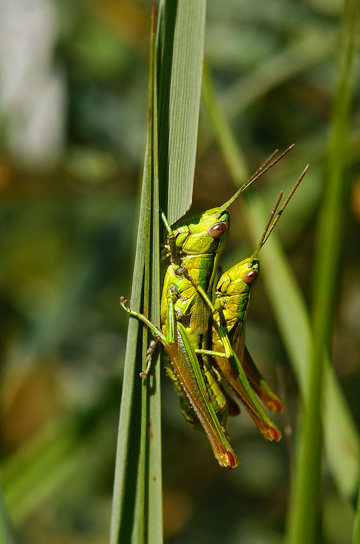 Hochzeit der Kleinen Goldschrecke (Chrysochraon brachyptera)