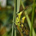 Hochzeit der Kleinen Goldschrecke (Chrysochraon brachyptera)