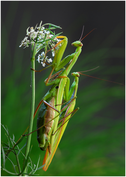 Hochzeit der Mantiden