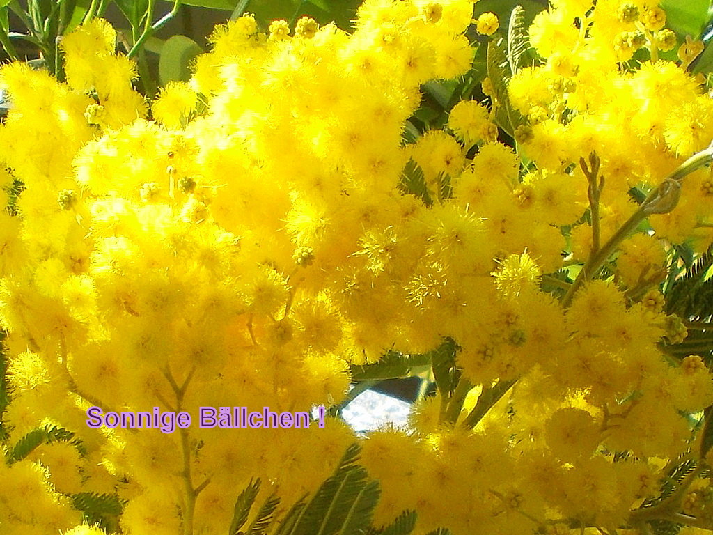 HOCHzeit der Mimosen...............