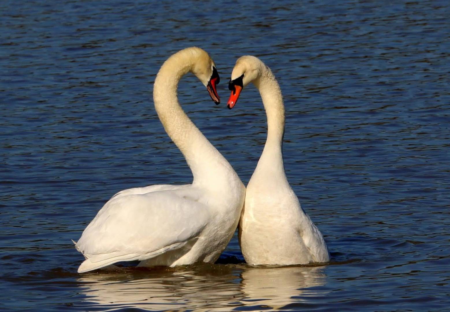 Hochzeit der Schwäne 