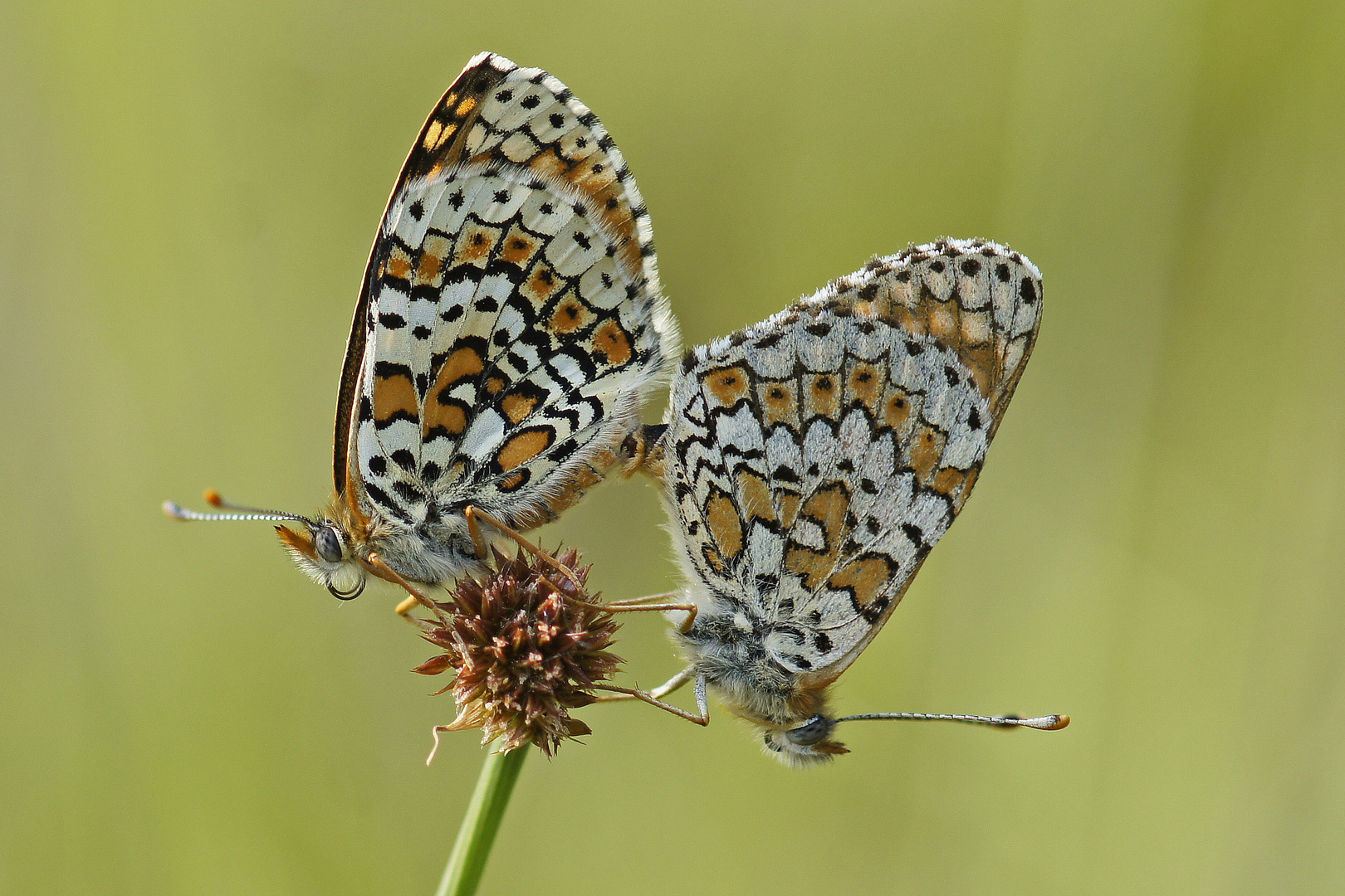 Hochzeit der Wegerich-Scheckenfalter (Melitaea cinxia)