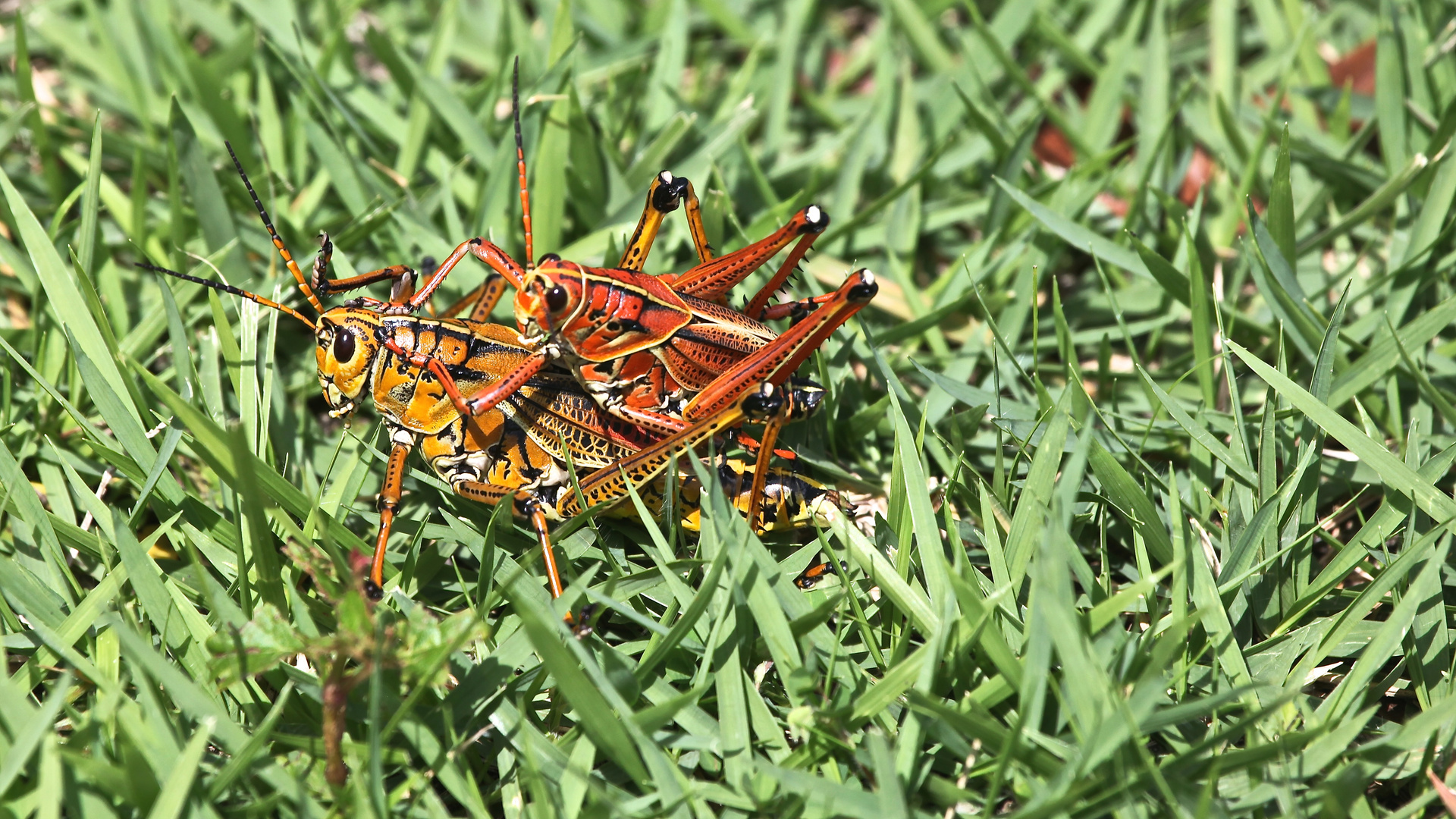 Hochzeit des Southeastern Lubber Grashopper(Romalea microptera)