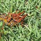 Hochzeit des Southeastern Lubber Grashopper(Romalea microptera)