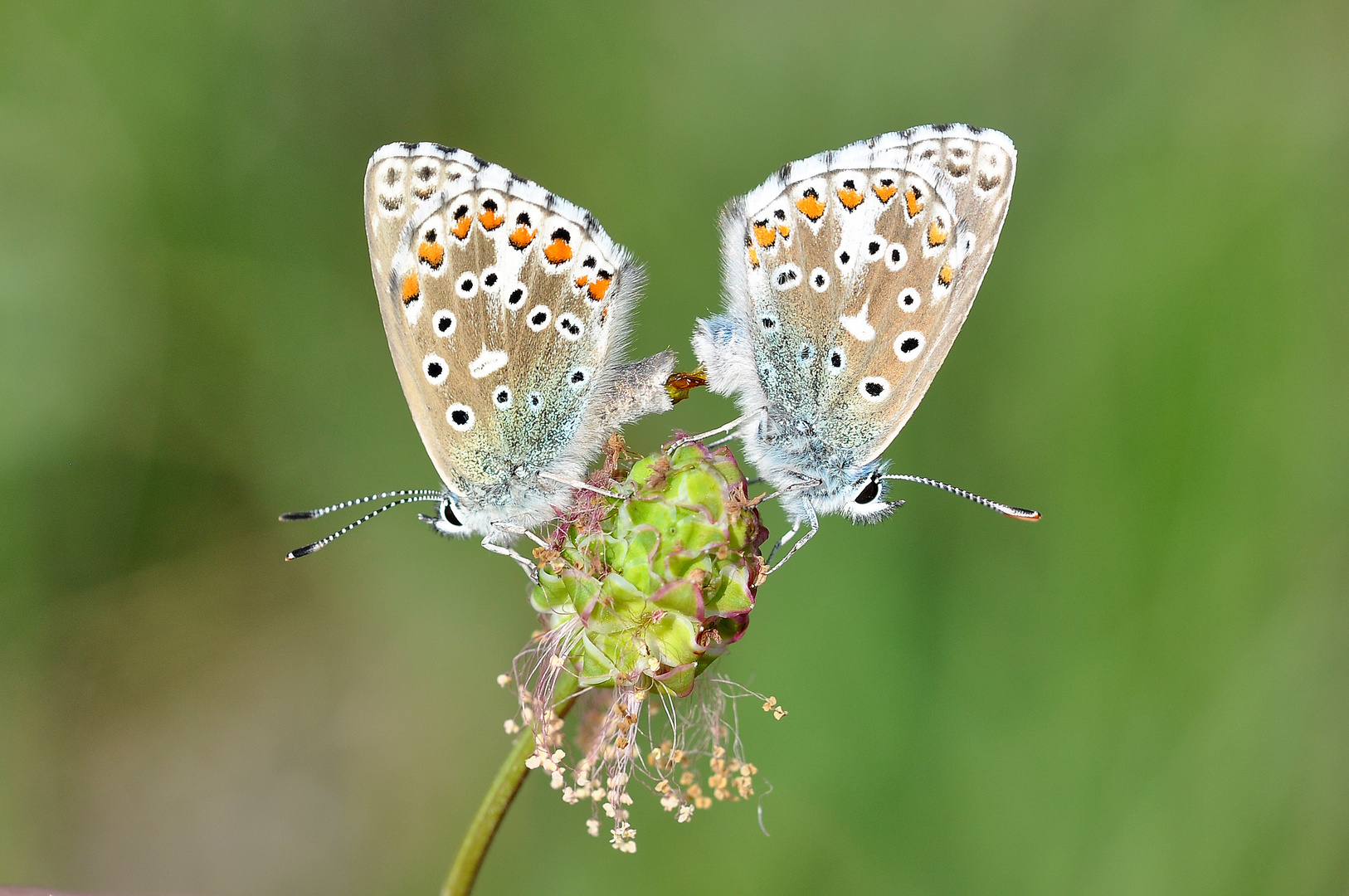 Hochzeit (Himmelblauer Bläuling)