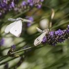 Hochzeit im Lavendel