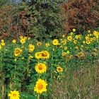 Hochzeit im Sonnenblumenfeld