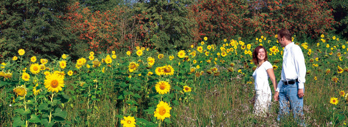 Hochzeit im Sonnenblumenfeld