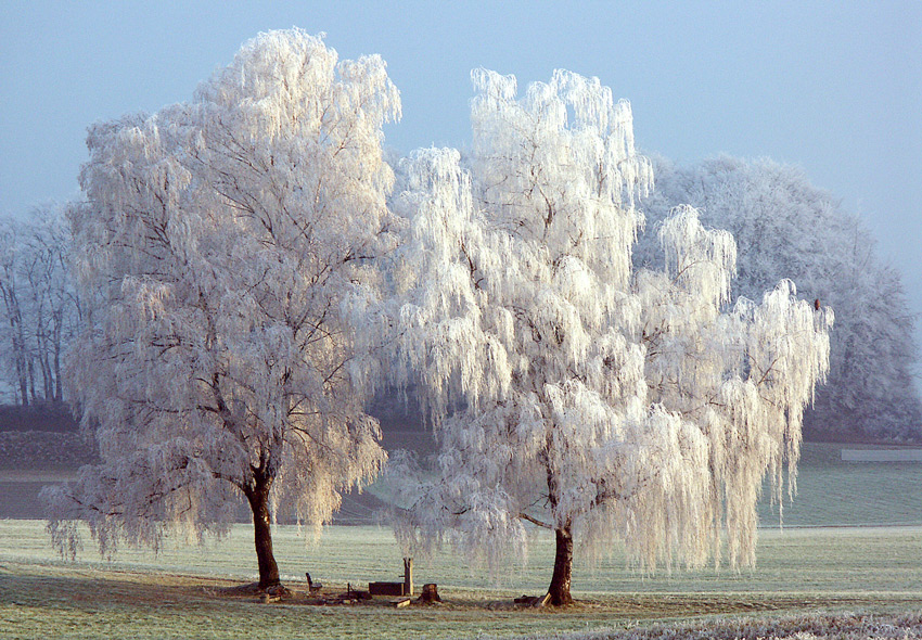 Hochzeit in Weiss