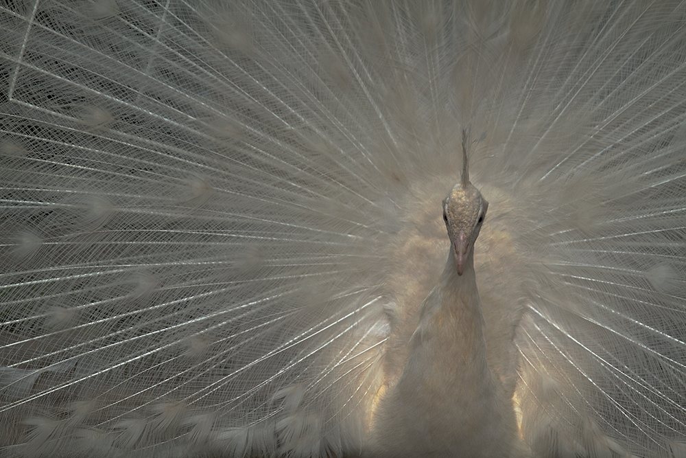 Hochzeit-Pfau im Gegenlicht.