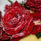 Hochzeit Rose