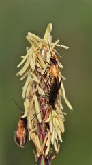 Hochzeit von Micropteryx calthella, unserer häufigsten Urmotte (Microlepidoptera), . . .