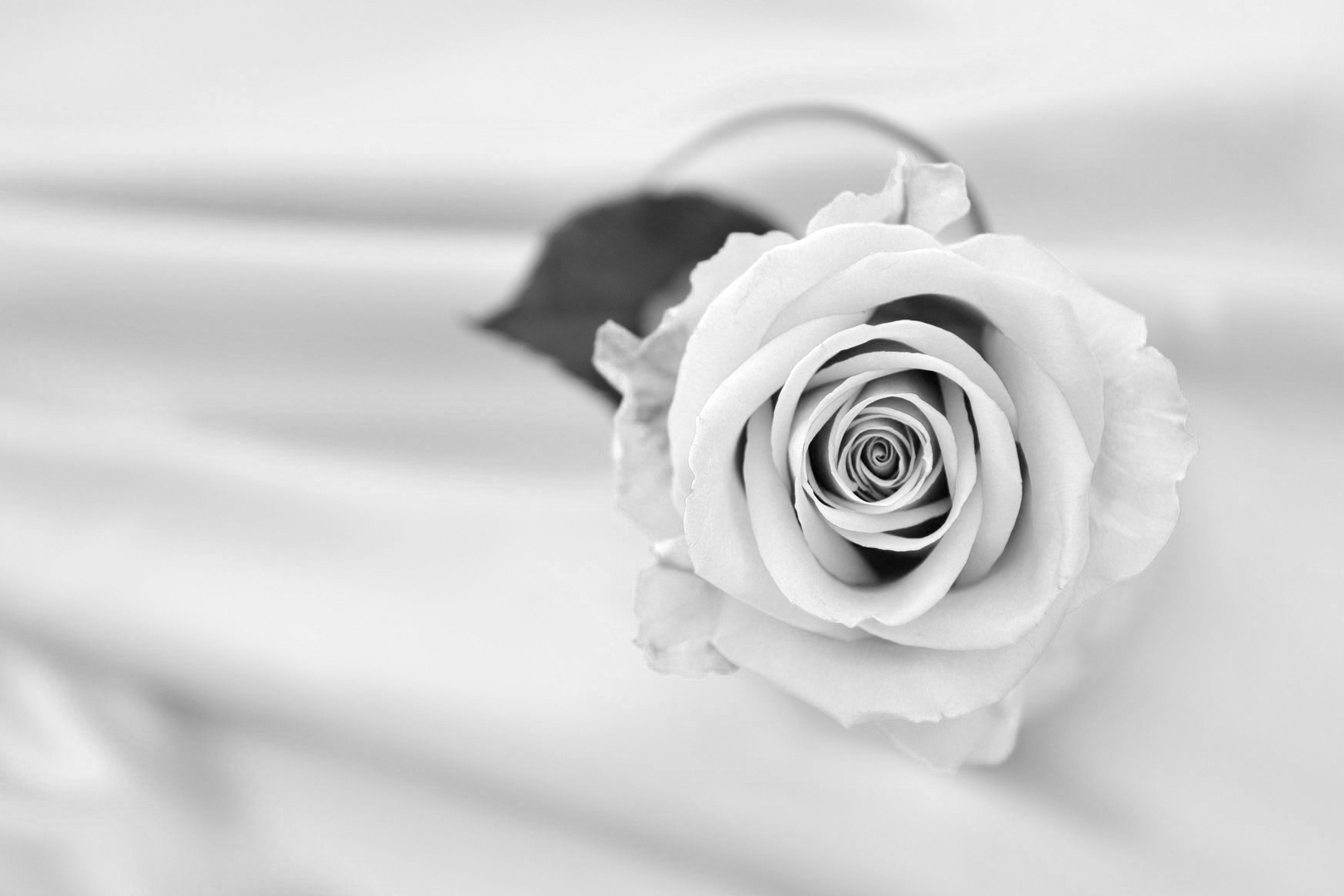 Hochzeitsdeko - Rose