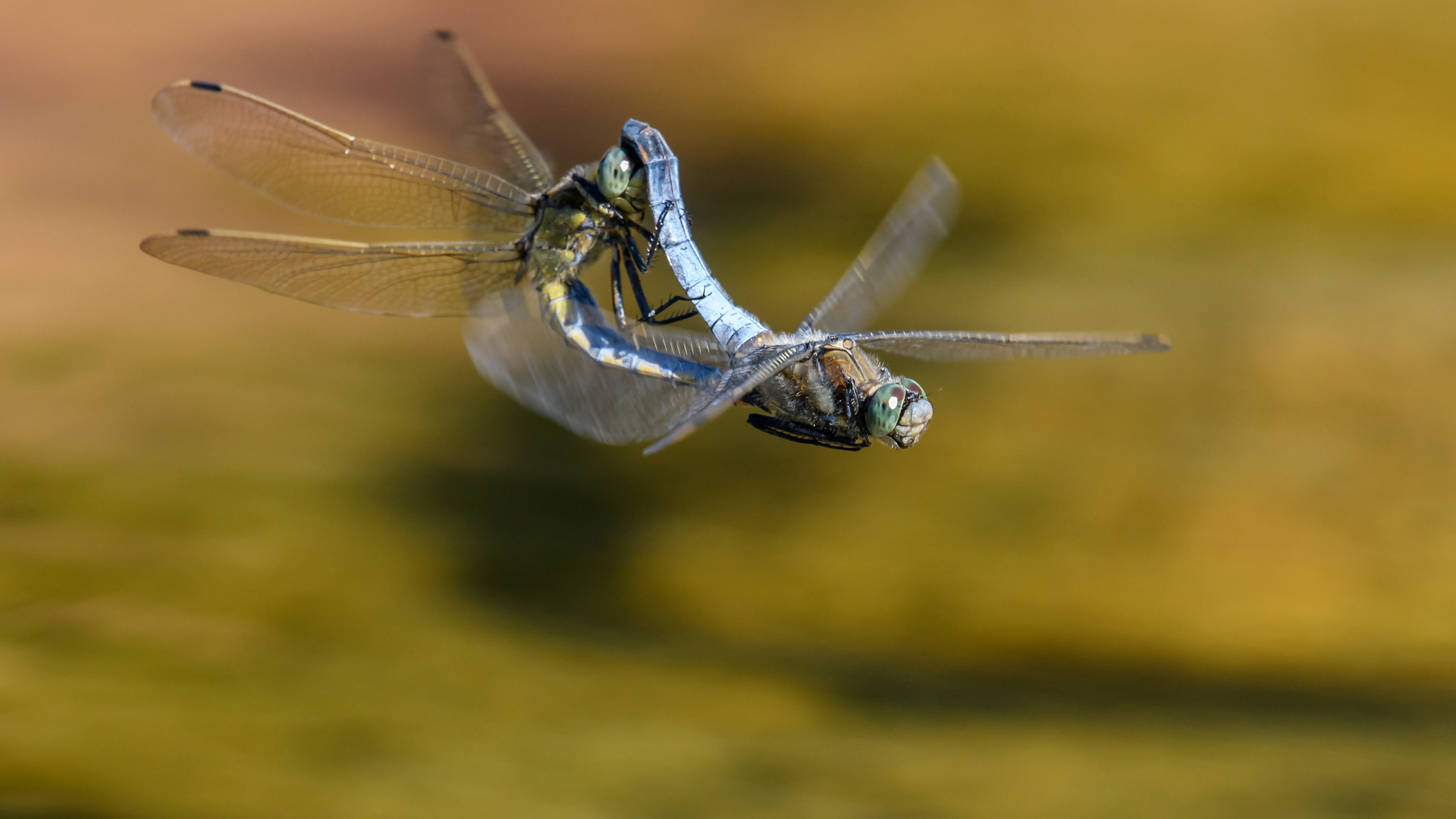 Hochzeitsflug