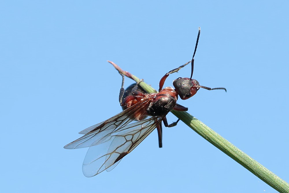 Hochzeitsflug