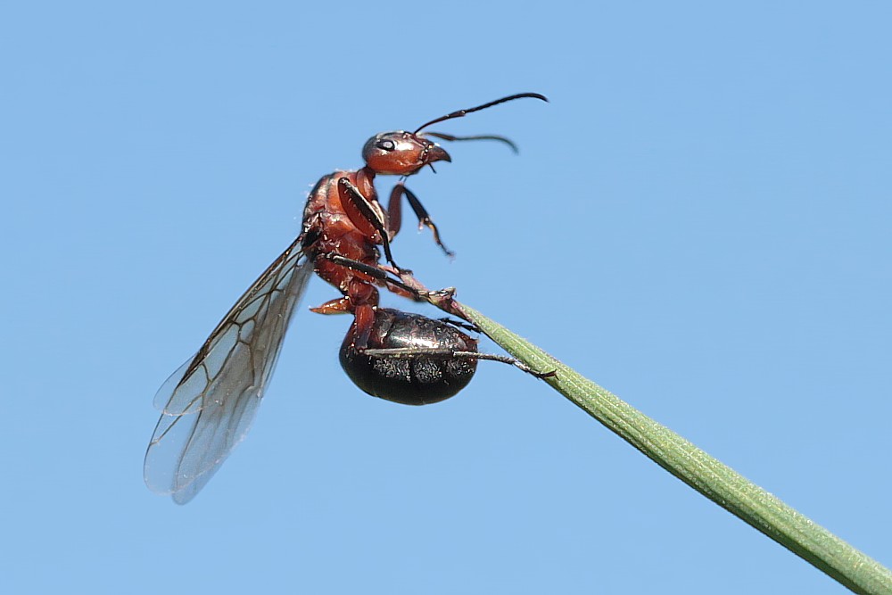 Hochzeitsflug 2