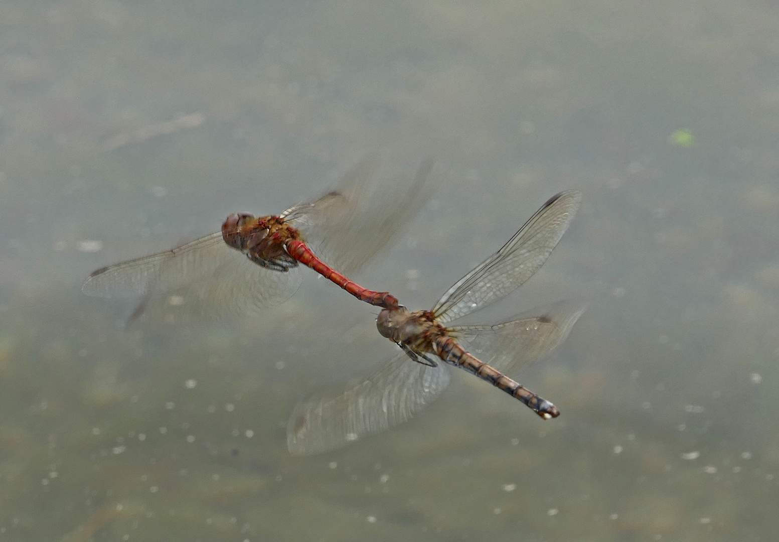 Hochzeitsflug