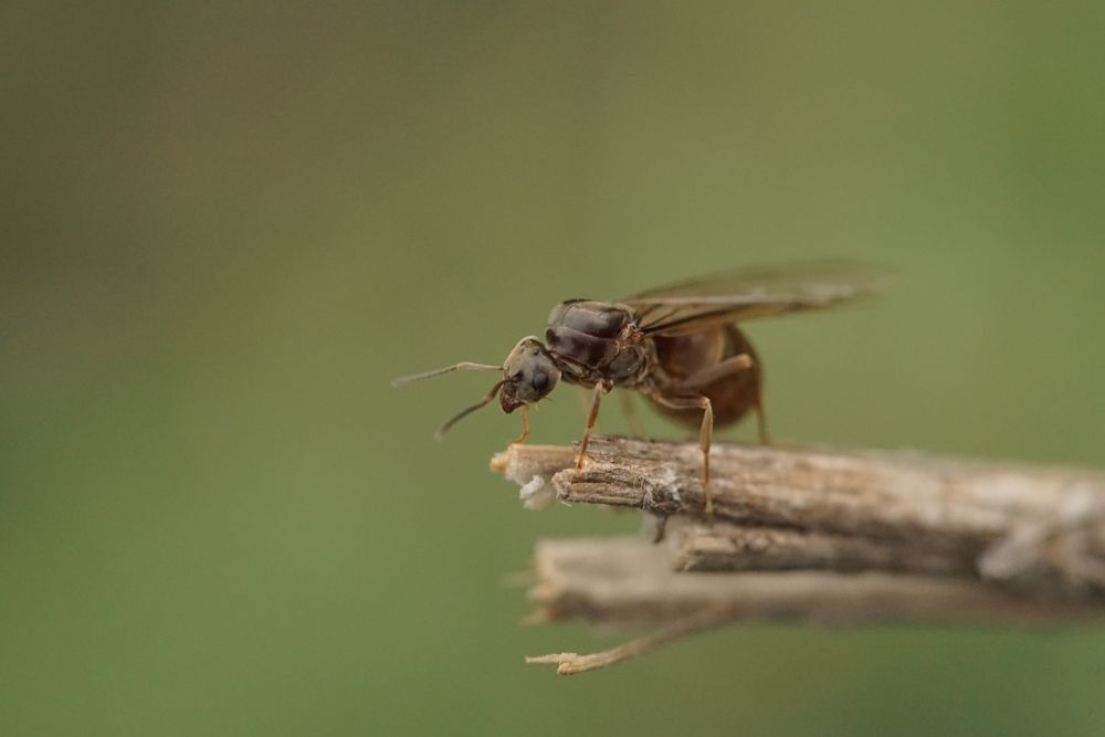 Hochzeitsflug