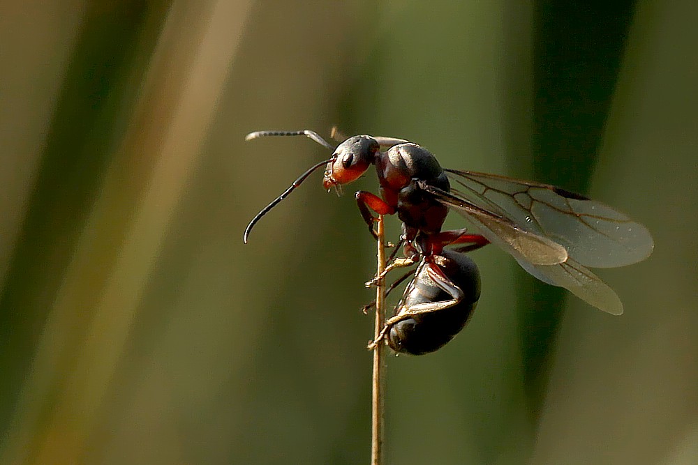 Hochzeitsflug